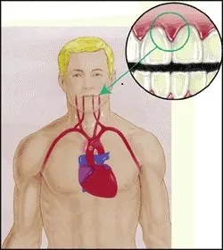 The Mouth-Body Connection